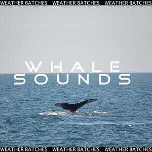 Whale Ambience