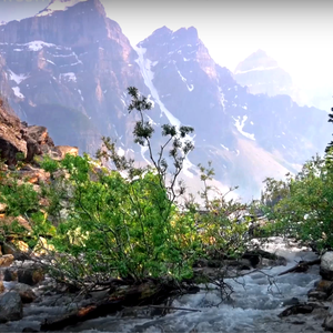 热带雨林水声&鸟鸣