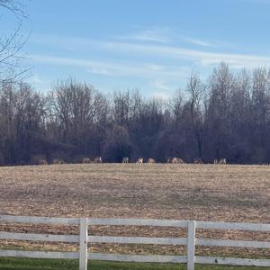 Deer