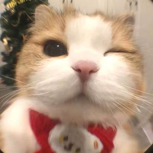 Triệu Vỹ Đẹp Trai