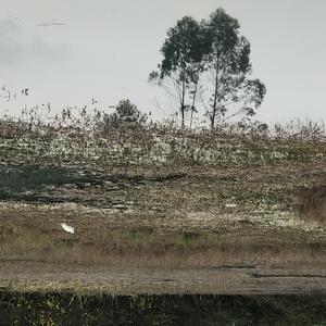 写给杨小姐的歌