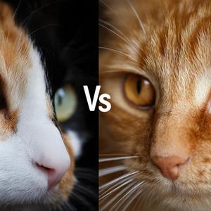 แมวสลิดกระจิดริด