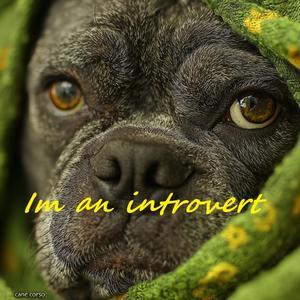 Im an introvert