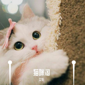猫咪淘
