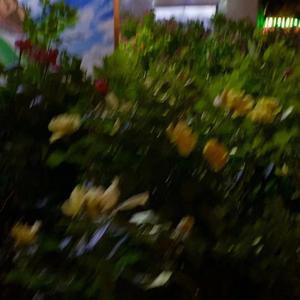 云压雨 （cover我是土豆）