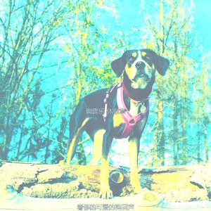 诗意的孤独的狗节奏