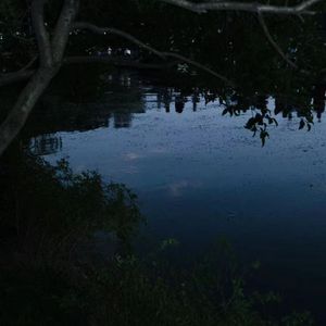 我在纽约打电话给你