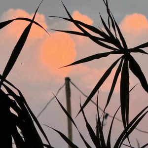 Dream in the Swimplace