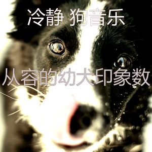 有趣训练犬情怀