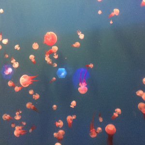 寂寞的恋人啊（Cover 莫文蔚）