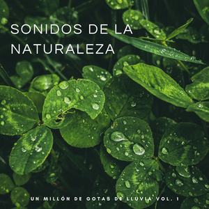 Sonidos De La Lluvia