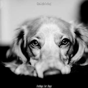 Inspiring Music for Lonely Dogs