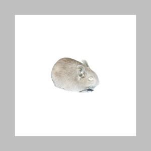 Degu Degu