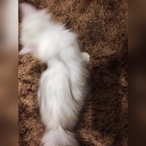 一次就好（电影《夏洛特烦恼》暖水曲）（Cover 杨宗纬）