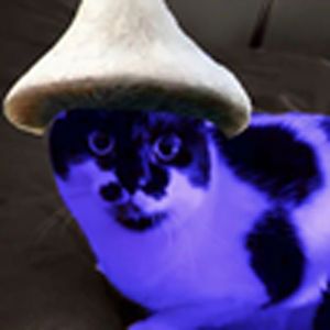 有个简单的问题，什么是WeLive