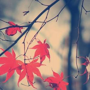 我落泪情绪零碎（Cover 周杰伦）