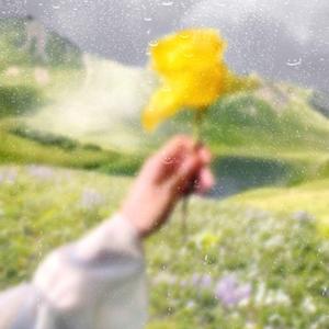 玫瑰花赠送伞小姐