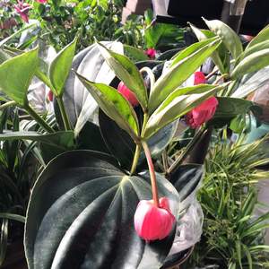 能不能多看我一眼