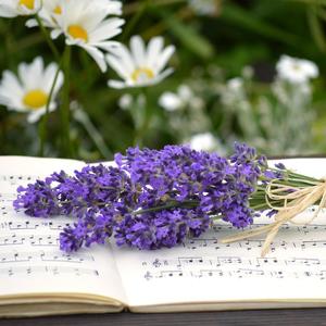 Impressions de Printemps : III. Serenata