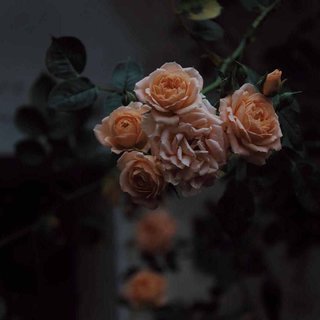 花落花残花无知