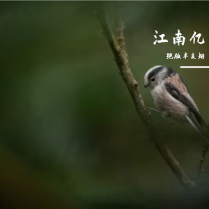 困于原地向往自由