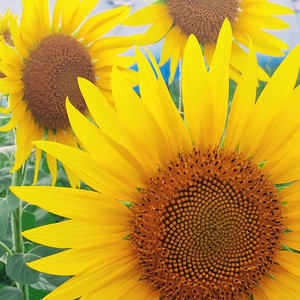 ジャンケンポンで勝つ！