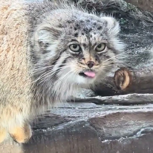 Polly the Pallas's cat, a little angel