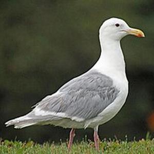 Moje miasto (instrumental)