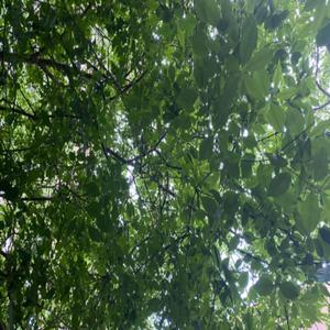 rafflesia (feat. AltoDZI)