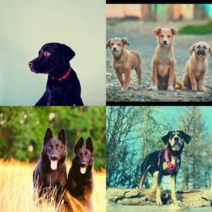 温和可爱的狗梦想