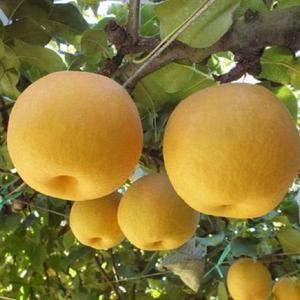 hatsune miku dark aaaooo8888