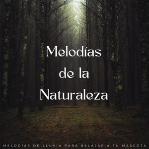 Serenas Colas Lluviosas