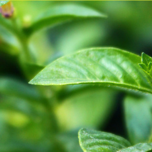 Every Beat Of My Heart