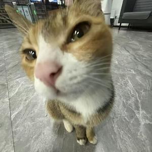 理想进行曲（原版）