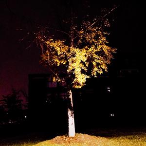 沼泽里盛开花朵