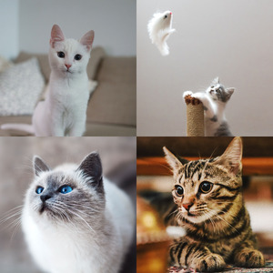 诗意的可爱猫咪节奏