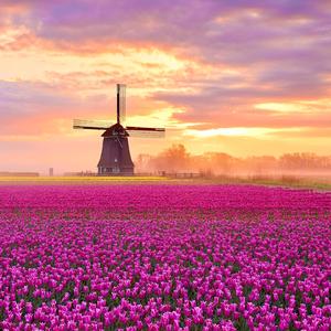 Petals drift down (花瓣飘落)