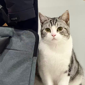 "不要来偷我的猫" Ginseng * Prettifun Type Beat