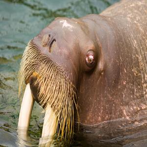 Walrus