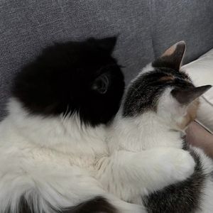 向云端 （cover海洋Bo&小霞）