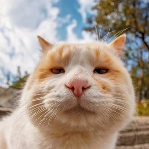 梦之帆纯音乐【黄绪东版】