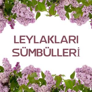 Leylakları Sümbülleri