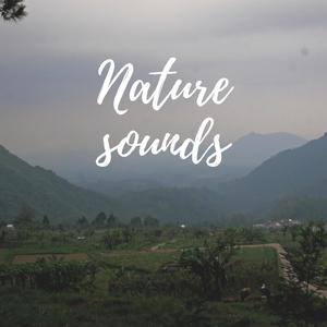 Suara Alam Hutan Wonomulyo (feat. Suara Alam ID)