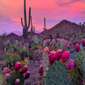 Because For The Morning