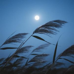 月下听风吟