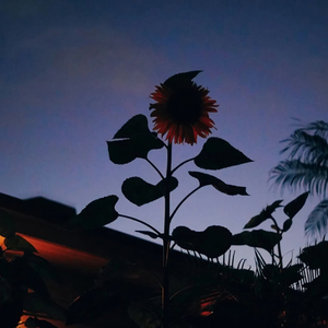 “一封未寄出的家书”