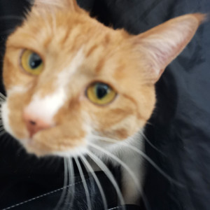 美好事物（房东的猫cover)）