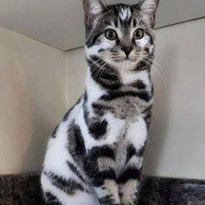 Entregador de Flor (slowed)