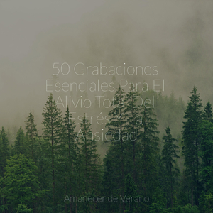 Espléndida Soirée Estrellada