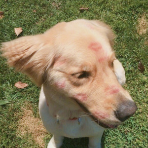 爱我的人谢谢你（Cover 薛之谦）